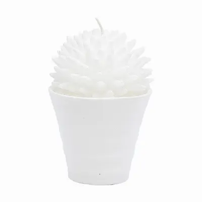 Candle Cactus, White