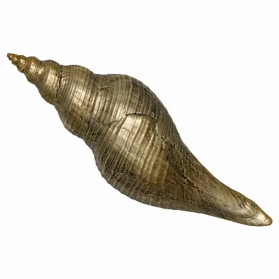Decoration shell No2